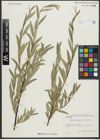 Foto von Salix schugnanica Goerz